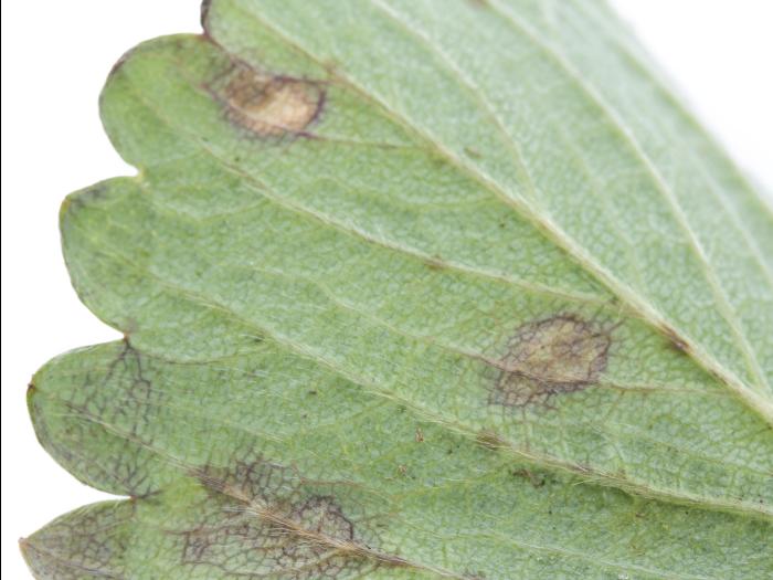 Fraise - Tache foliaire (Zythia fragariae)