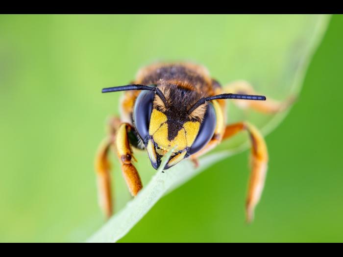Abeille cotonnière européenne (Anthidium manicatum)_3