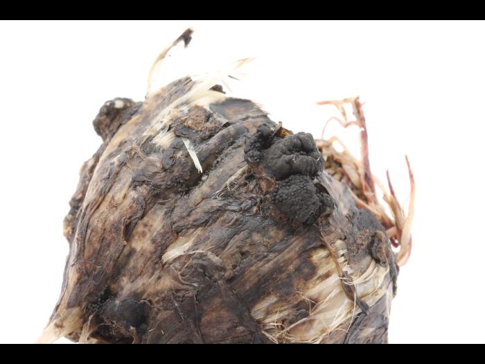 Ail - Pourriture blanche