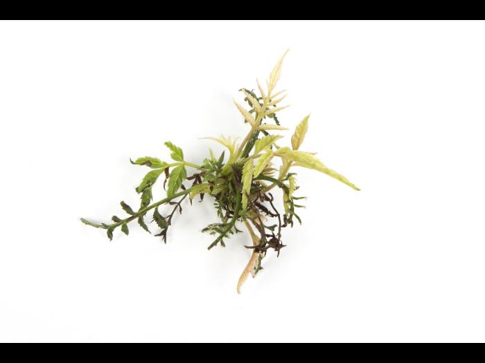 Sorbaire à feuilles de sorbier - glyphosate (9)_2