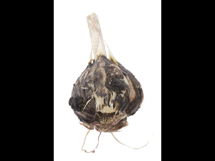 Ail - Pourriture blanche