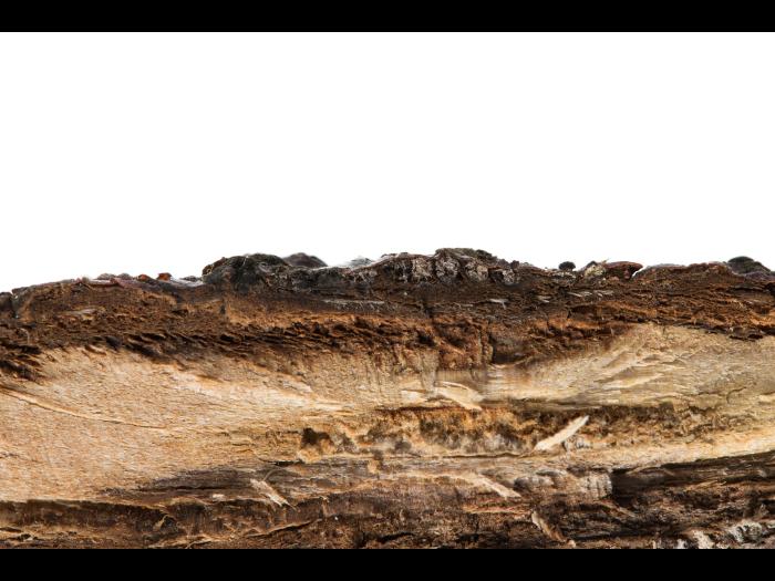 Amélanchier - Rouille (Gymnosporangium sp.)