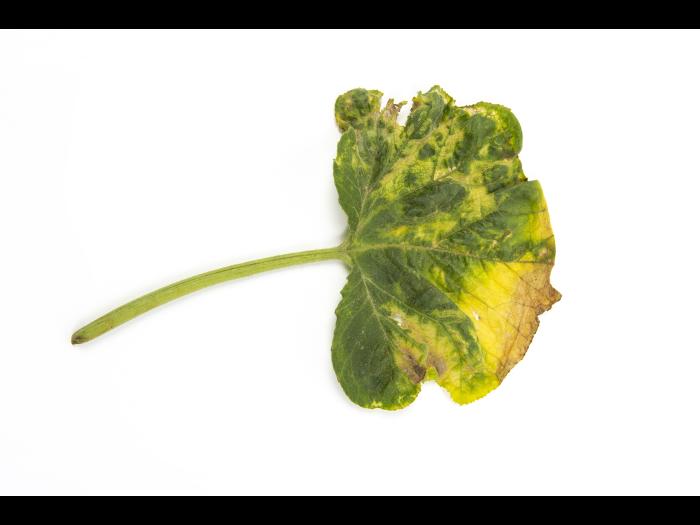 Courges - atrazine (5)_5