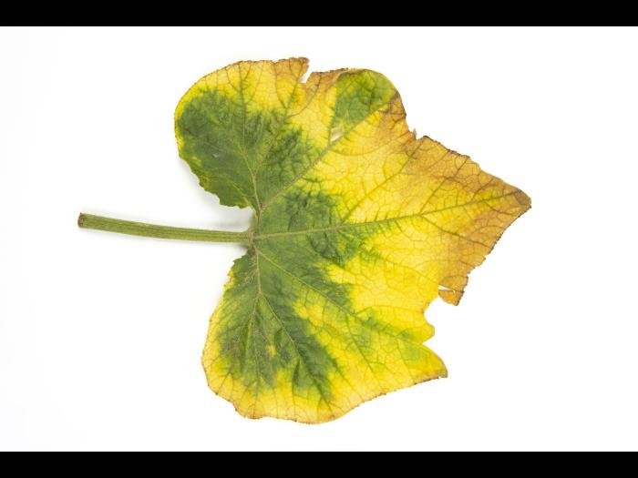 Courges - atrazine (5)_7