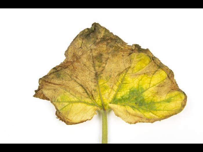 Courges - atrazine (5)_9