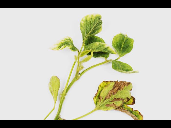 Soya - glyphosate (9)_14