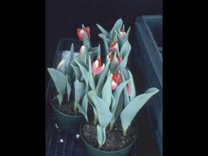 Tulipes - Vernalisation insuffisante_1