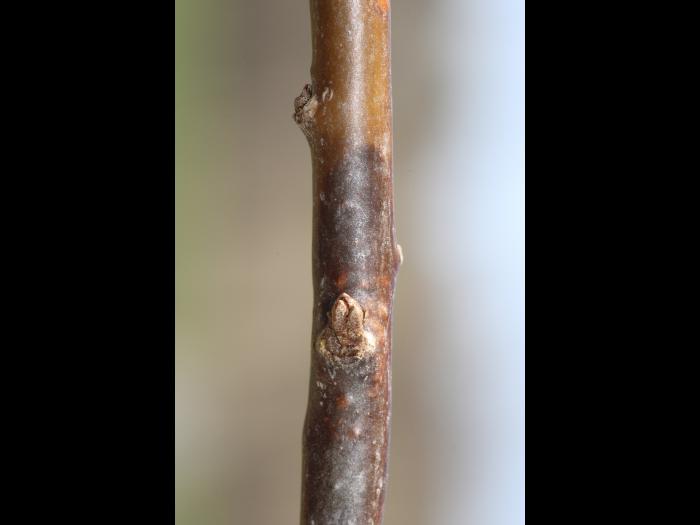 Argousier - Brûlure phomopsienne (Diaporthe eres)