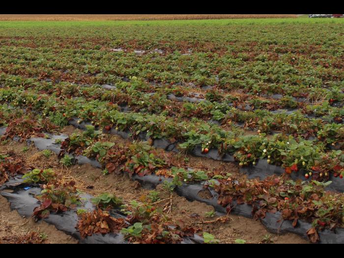 Fraise - Dépérissement neopestalotiopsien (Neopestalotiopsis sp. )_1