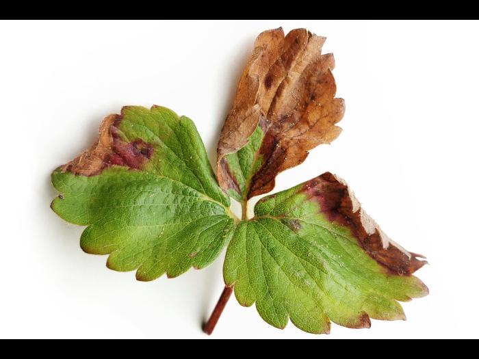  Fraise - Dépérissement neopestalotiopsien (Neopestalotiopsis sp. )_5