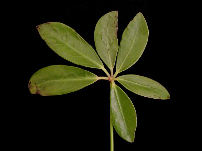 Scheffleras - Virus indéterminé_1