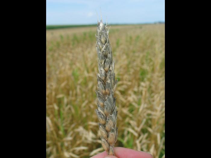 Blé - Noir des céréales (Alternaria sp., Aureobasidium sp. et Cladisporium sp.)_1