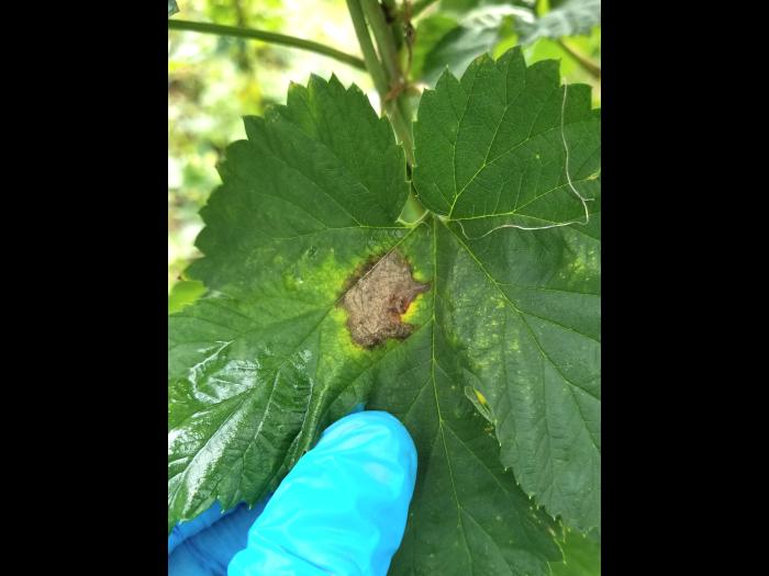 Houblon - Brûlure à halo (Diaporthe humulicola)_2