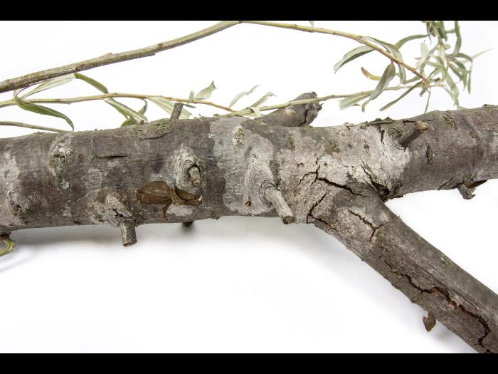 Argousier - Brûlure phomopsienne (Diaporthe eres)