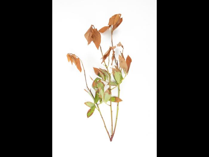 Bleuet en corymbe - Manque d'eau et sécheresse_1