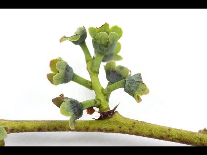 Bleuet en corymbe - Manque d'eau et sécheresse_2