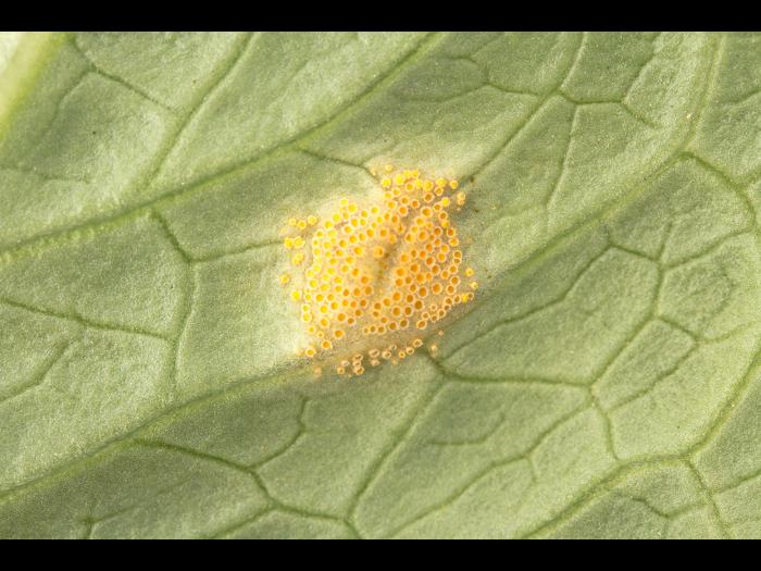 Laitues - Rouille (Puccinia sp.)_3