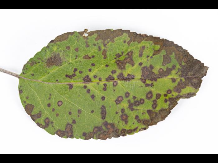 Pomme - Chute des feuilles causée par Marssonina (Diplocarpon coronariae)