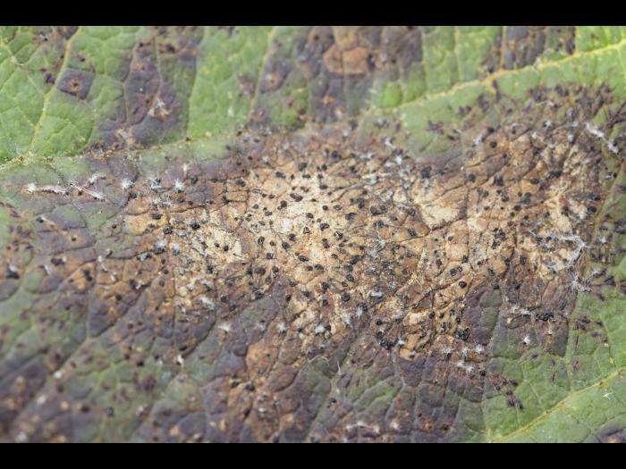 Pomme - Chute des feuilles causée par Marssonina (Diplocarpon coronariae)