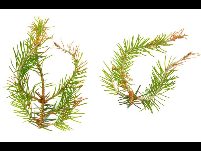 Épinettes_dicamba (4)_3