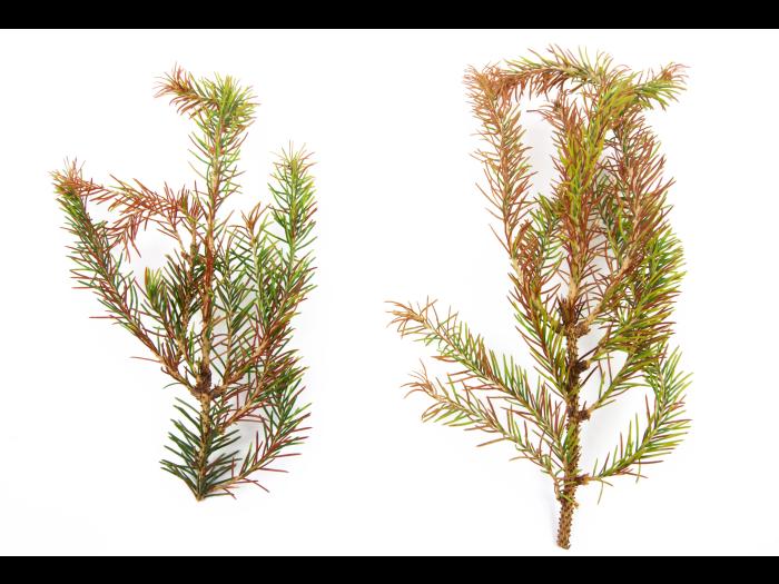 Épinettes_dicamba (4)_1