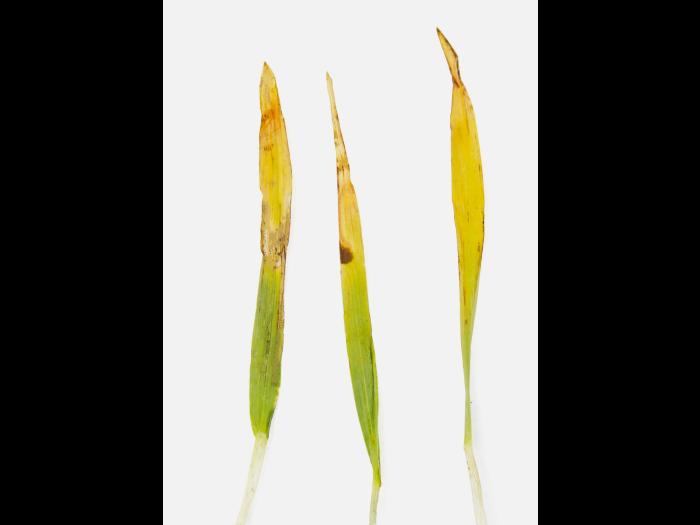 Orge - fomésafène (14)_2