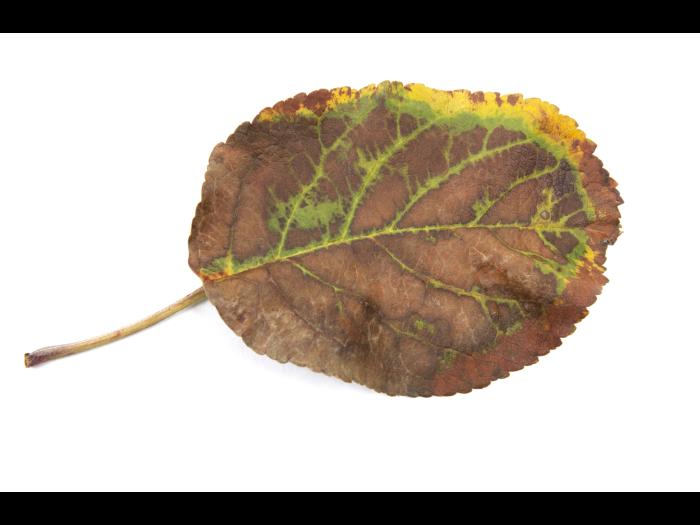 Pomme_calcium (Ca)_3