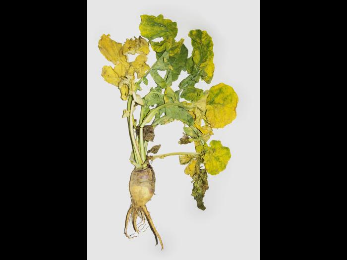 Rutabaga - linuron (5)_1