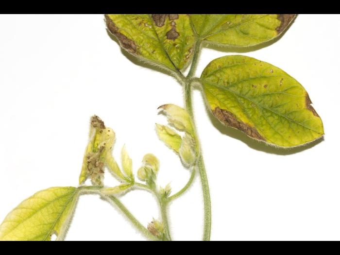 Soya - thiencarbazone-méthyle (2)_3