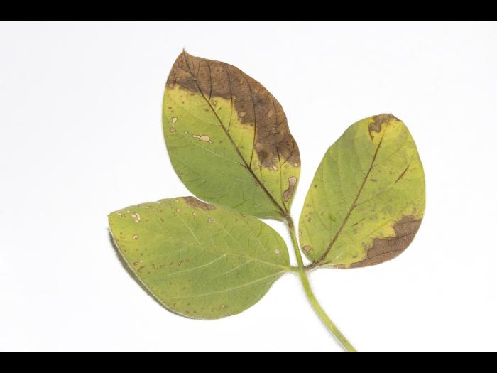 Soya - thiencarbazone-méthyle (2)_2