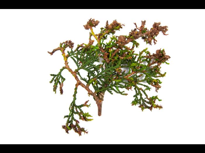 Thuyas_dicamba (4)_3