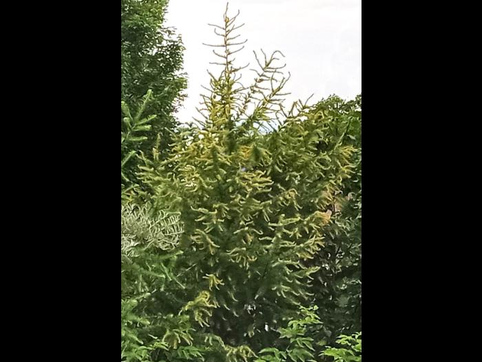 Mélèze laricin - dicamba (4)_5