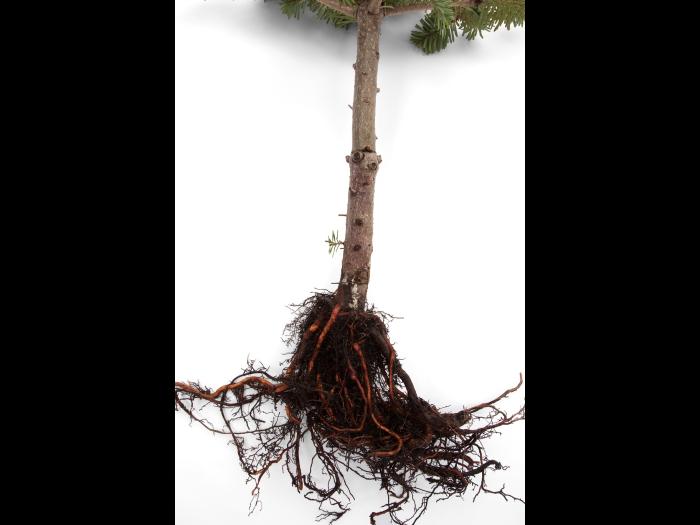 Sapins_pourriture des racines (Phytophthora abietivora)