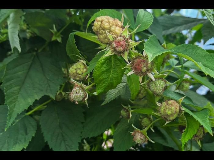 Cladosporiose framboise