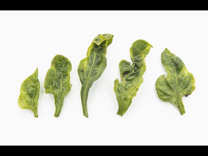 Piment - S-Métolachlore (15)_1