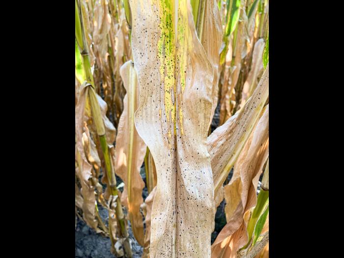 Mais - Tache goudronneuse (Phyllachora maydis)