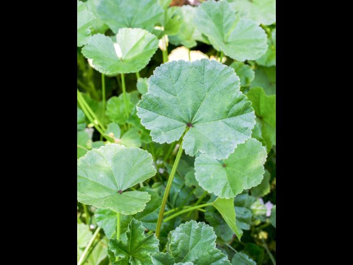 Mauve négligée (Malva neglecta)_7