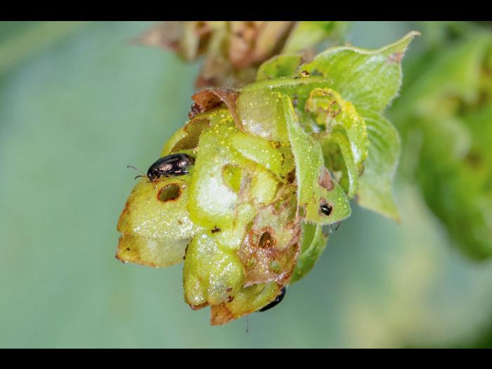 Psylliodes attenuata