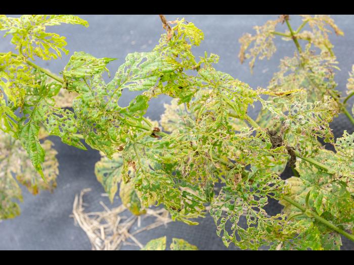 Psylliodes attenuata