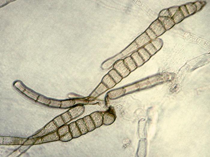 Alternaria_brassicae_1