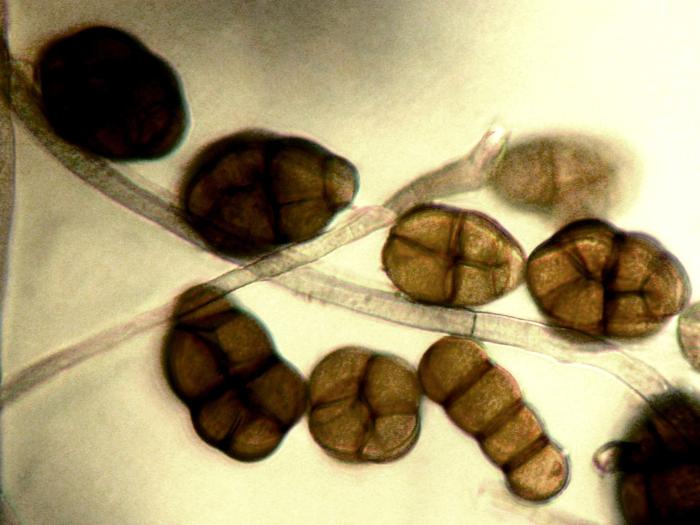 Alternaria_radicina_2