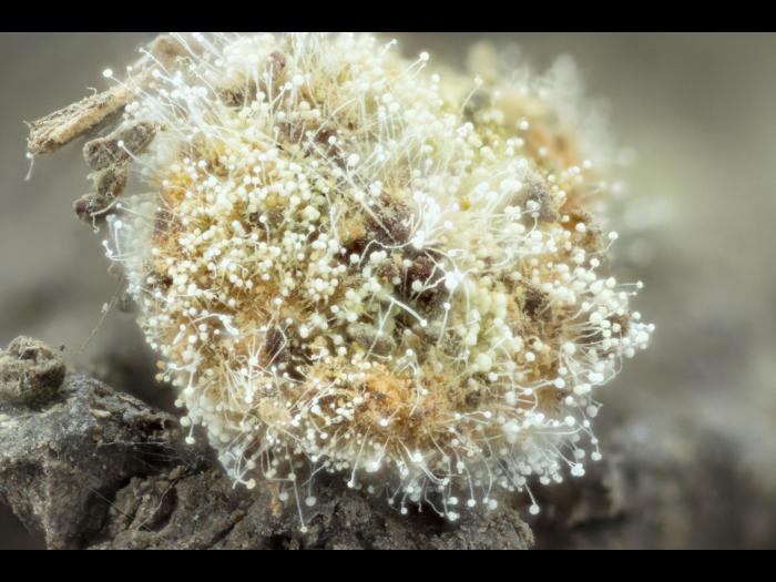 Aspergillus-52b_LQ