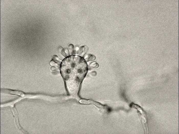 Cephaliophora_tropica-01_LQ