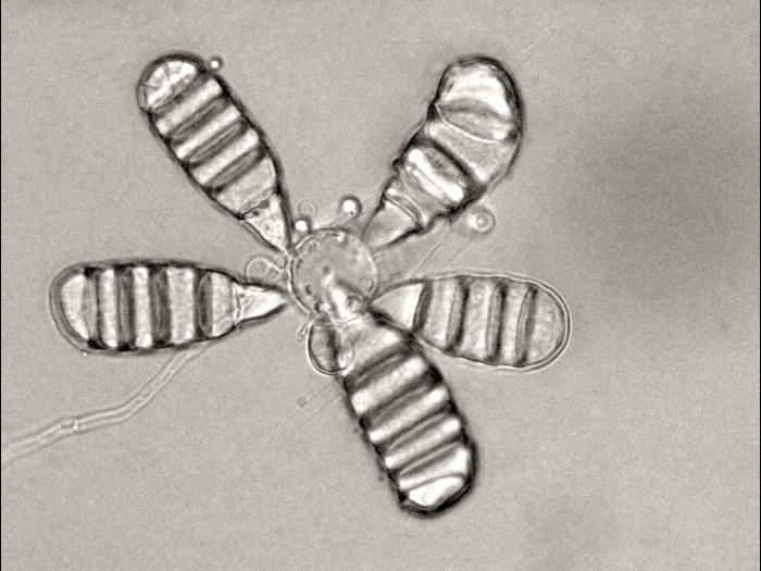 Cephaliophora_tropica-08_LQ