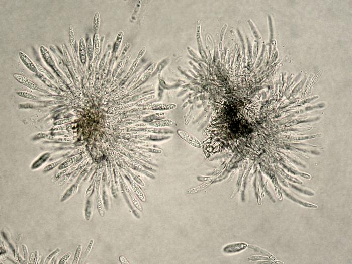 Colletotrichum_acutatum_1