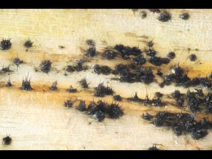 Colletotrichum_circinans_D39112-2_lq