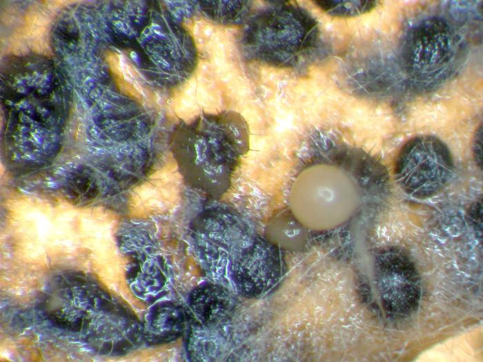 Colletotrichum_coccodes-05