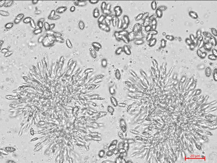 Coniella_diplodiella_3