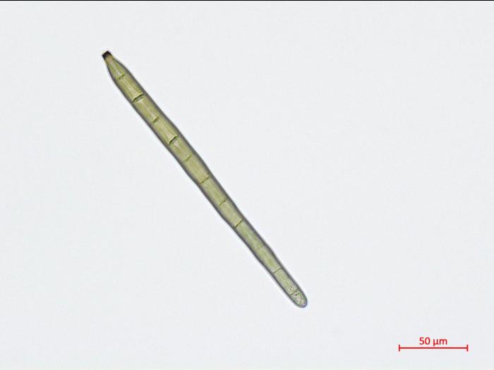 Corynespora_cassiicola_2