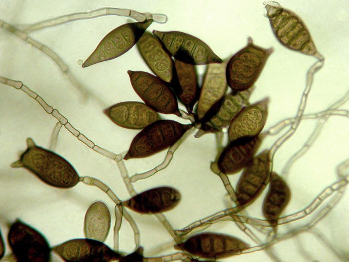 Exserohilum_pedicellatum_1